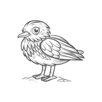 Ruff | Migratory Birds Names