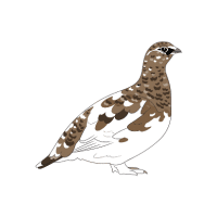 Ruffg | Game Birds Names