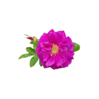 Rugosa | Flowering Shrubs Names