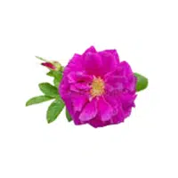 Rugosa | Shrub Plants Names