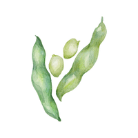 Runner | Seed Vegetables Names