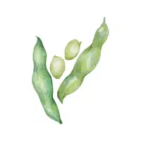 Runner | Seed Vegetables Names