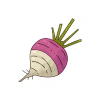 Rutabaga | Root Vegetables Names