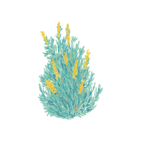 Sagebrush | Flowering Shrubs Names