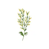 Sagebrush | Shrub Plants Names