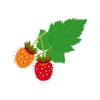Salmonberry | Mountain Fruits Names