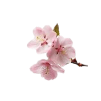 Sandcherry | Flowering Shrubs Names