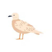 Sanderling | Arctic Birds Names