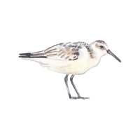 Sanderling | Migratory Birds Names