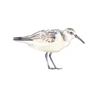 Sanderling | Migratory Birds Names