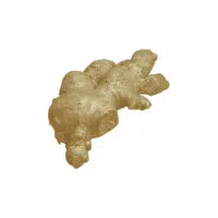 Sandginger | Rhizome Vegetables Names