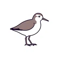 Sandpiper | Migratory Birds Names
