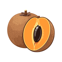 Sapodilla | Coastal Fruits Names