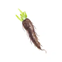 Scorzonera | Root Vegetables Names