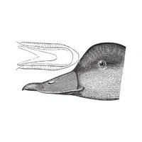 Scoter | Arctic Birds Names