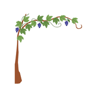 Sea Grape | Coastal Fruits Names