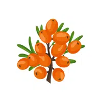 SeaBuckthorn | Mountain Fruits Names