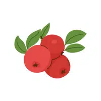 Seaberry | Coastal Fruits Names