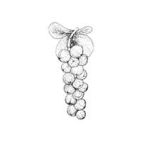 Seagrape | Island Fruits Names