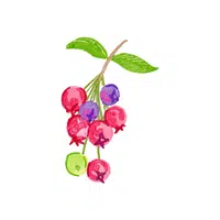 Serviceberry | Shrub Plants Names