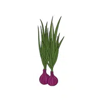 Shallot | Seasonal Vegetables Names