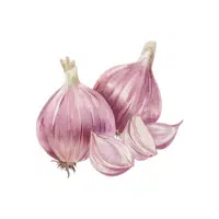 Shallot | Bulb Vegetables Names