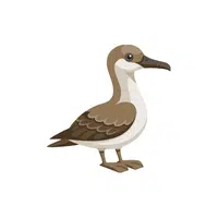 Shearwater | Arctic Birds Names