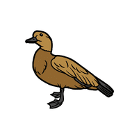Shelduck | Migratory Birds Names