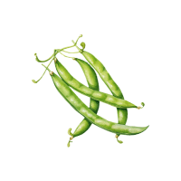 Shellbean | Pod Vegetables Names