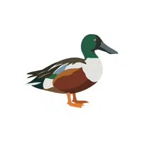 Shoveler | Arctic Birds Names
