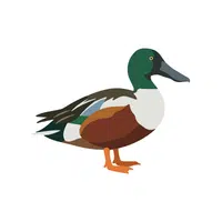 Shoveler | Migratory Birds Names