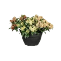 Skimmia | Flowering Shrubs Names