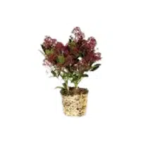 Skimmia | Shrub Plants Names
