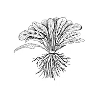 Skirret | Root Vegetables Names