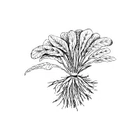 Skirret | Tuber Vegetables Names