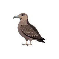 Skua | Arctic Birds Names