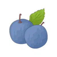 Sloe | Mountain Fruits Names