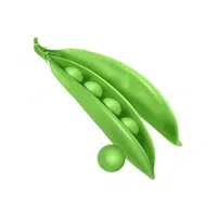 Snap | Seed Vegetables Names