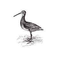 Snipe | Game Birds Names