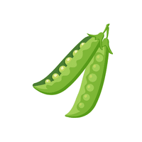 Snow | Seed Vegetables Names