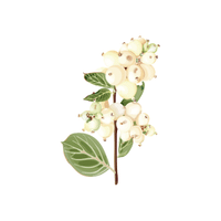 Snowberry | Flowering Shrubs Names