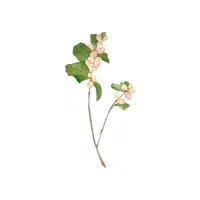Snowberry | Shrub Plants Names