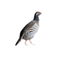 Snowc | Game Birds Names