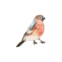 Snowfinch | Arctic Birds Names