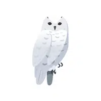 Snowy Owl | Arctic Birds Names