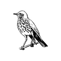 Song Thrush | Songbirds Names