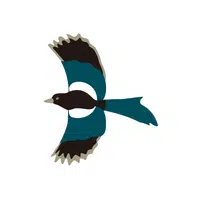 Sparrowhawk | Songbirds Names