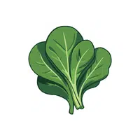 Spinach | Seasonal Vegetables Names