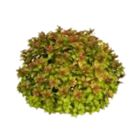 Spirea | Flowering Shrubs Names