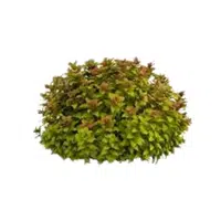 Spirea | Shrub Plants Names
